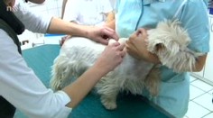 V Česku řádí falešní veterináři