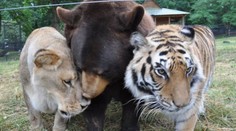 Táborská zoo prodává zvířata! Nechcete papouška nebo mývala?