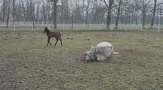 V Kladrubech se narodila první letošní hříbata. Malá klisnička už vesele skotačí