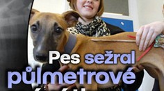 Pes sežral půlmetrové mávátko