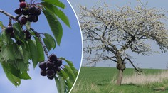 Výstava, kde se můžete najíst? Takové třešně jste ještě neochutnali