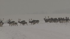 Prudká zima má i svoje výhody. Mrazy mohou pomoci farmářům i včelařům