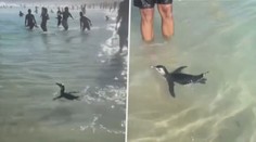 VIDEO: Neobvyklé zpestření koupačky. Na pláži s lidmi dováděl tučňák