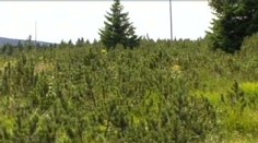 V Krkonoších se přemnožila kleč a hubí faunu i flóru. KRNAP ji začal vysekávat