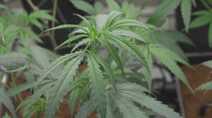 Koalice chce legalizovat prodej marihuany. Lidovci jsou ale proti