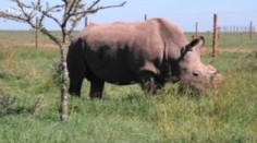 Nosorožci z Česka v africké buši nestrádají