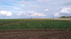 Zemědělce trápí teplé počasí. Plíseň na polích ZDRAŽÍ POTRAVINY