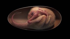 Vědci našli dokonalé dinosauří embryo, je staré nejméně 66 milionů let
