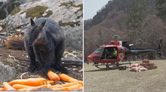 Tuny mrkve a brambor z nebe. Podívejte se na pomoc zvířatům v Austrálii