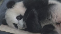 Nizozemská zoo má novou atrakci. Pyšní se samečkem pandy velké
