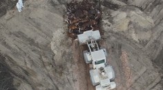 Maďarské kafilérky kvůli slintavce nestíhají. Zvířata zakopávají pod zem