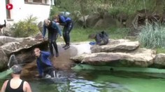 Potápěčky čistily tuleňům bazén, ti je zvědavě okukovali