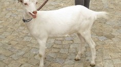 Zděšení! Kontrola odhalila 37 mrtvých koz! Ujmete se těch zbývajících?