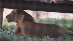 Ze zooparku ve Zvoli zmizela zvířata. Kam se šelmy poděly, úřady neví