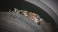 Koala se schovala na nápravu auta, řidič s ní ujel 16 kilometrů