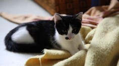 Malíček, Kačenka, Verunka, Vendelín, Athos a Porthos hledají majitele