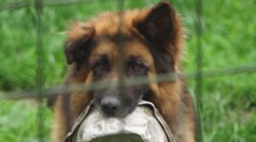 Beníkovi je jediným přítelem plechová miska! Trpí kvůli obroušeným zubům
