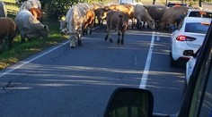 Stádo krav na Jihlavsku zablokovalo dopravu. Pásly se přímo na silnici
