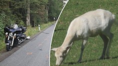 Kuriózní nehoda: Motorka srazila bílého daňka