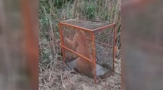 Sprcha ukrývala nečekané překvapení. Takové zvíře rodina nečekala