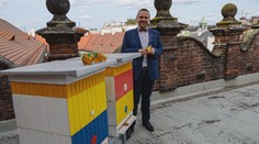 Mlsání z radnice. Sedmnáct kilogramů medu stočilo město Plzeň z úlů