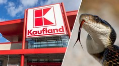 Další pátrání po hadovi! Kaufland musel uzavřít jednu pobočku