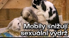 Mobily snižují sexuální výdrž. Potvrzeno u králíků