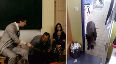 Slavnosti sněženek! Prase prchalo městem, zastřelili ho ve škole
