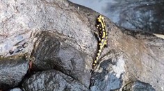 Na studenou zimu zapomeňte! Mloci vylézají z děr a sněžit nebude!