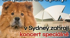 Se psem do opery: v Sydney zahrají koncert speciálně pro chlupáče
