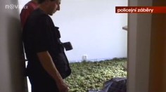V pražském bytě našli marihuanu za téměř pět milionů