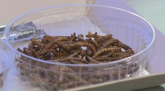 Do jídla se bude moci přidávat prášek z červů. Evropská komise stanovila, za jakých podmínek