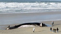 Kosatka zachráněná u nizozemských břehů, bude zřejmě vypuštěna zpět na volné moře