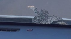 VIDEO: Šok při jízdě autem. Na cestující vykouklo z kapoty zvíře