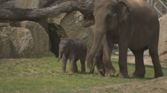Sloní mláďata se poprvé ukázala návštěvníkům pražské zoo