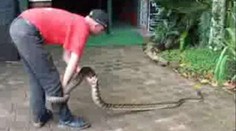 Obří had sežral psa a vrátil se pro dalšího. VIDEO
