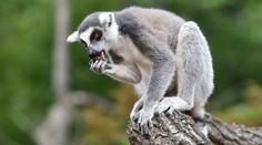 Zábava v pražské zoo: Lemuři obědvali před kamerami TN.CZ!