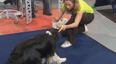 PSÍ SPECIÁL: Odbornice mluvila o výcviku psů. Na co si dát pozor?