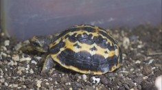 Brněnská ZOO ohromila světovým unikátem: Zajistilo ho želví miminko