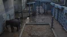 VÁNOCE V ZOO PRAHA: Jaký zde bude program?