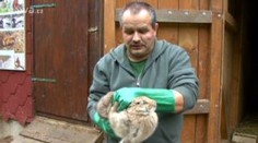 Chovatel vypustil do přírody králíky nakažené mixomatózou