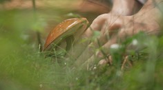 Z lesů teď bez hub neodejdete. Mykolog řekl, kam byste ale radši chodit neměli