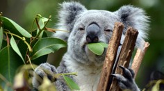 Medvídci koala mizí! Z Austrálie jich za poslední tři roky ubyla třetina