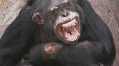 Skandál v norské zoo, zdrogovaný šimpanz sám sebe vážně zraňoval