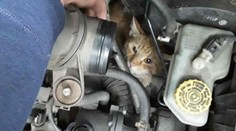 Kuriózní záchrana: V Přerově hasiči tahali z motoru auta kočku!