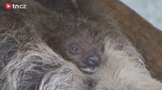 EVROPSKÝ UNIKÁT! Zoo v ÚSTÍ odchovala hned DVA lenochody!