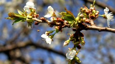Bude jaro teplé, nebo studené? Meteorologové mají jasno!