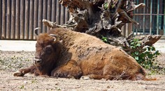 Návštěvníci v zoo házeli na bizony kameny. Nic nedělají, obhajovali se