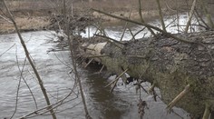 Podmáčené stromy na řadě míst padají. Nebezpečí hrozí i ve městech