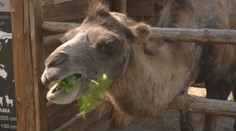 Tipy na výlety: Méně známé, ale se světovými unikáty. Podívejte se do českých zooparků